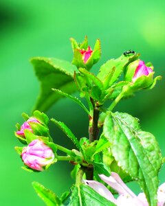 Plant outdoor garden