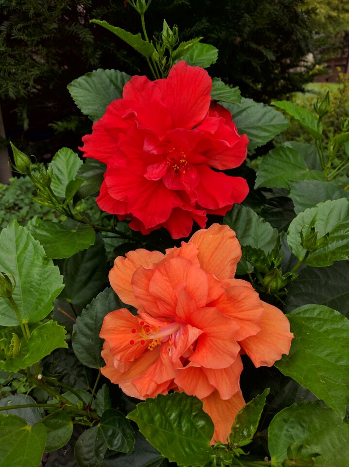Flower garden double hibiscus
