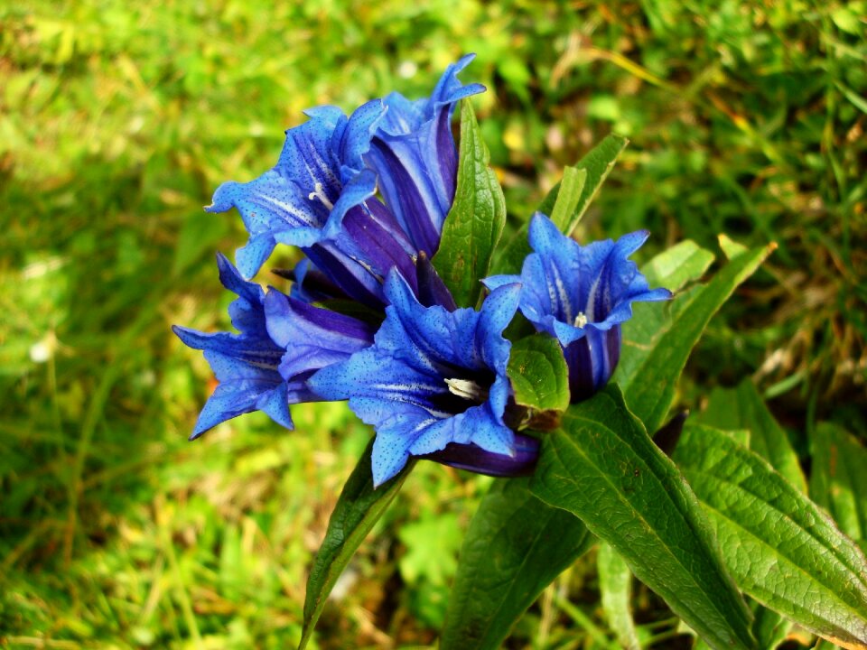 Flower summer alpine photo