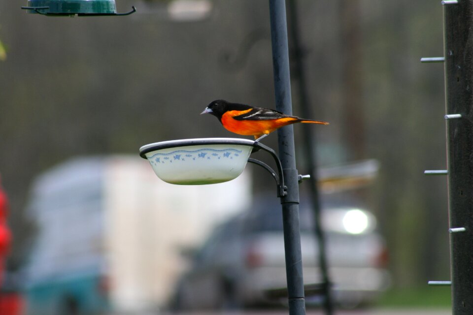 Wildlife songbird wing