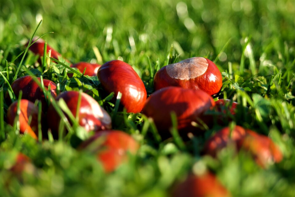 Nature shiny fruits