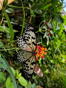 Insect wing outdoors