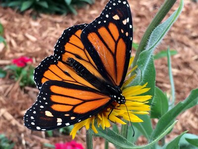 Butterfly monarch colorado photo