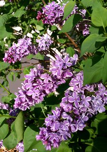 Floral nature lilac