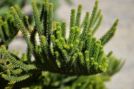 Green background blurred