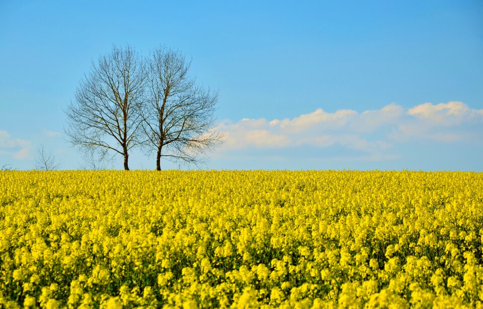 Landscape agriculture nature