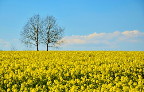 Landscape agriculture nature