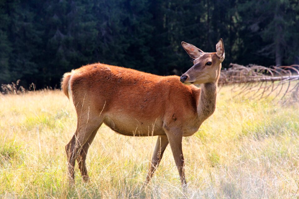 Nature mountain animals