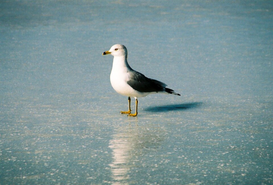 Seagulls outdoors wildlife