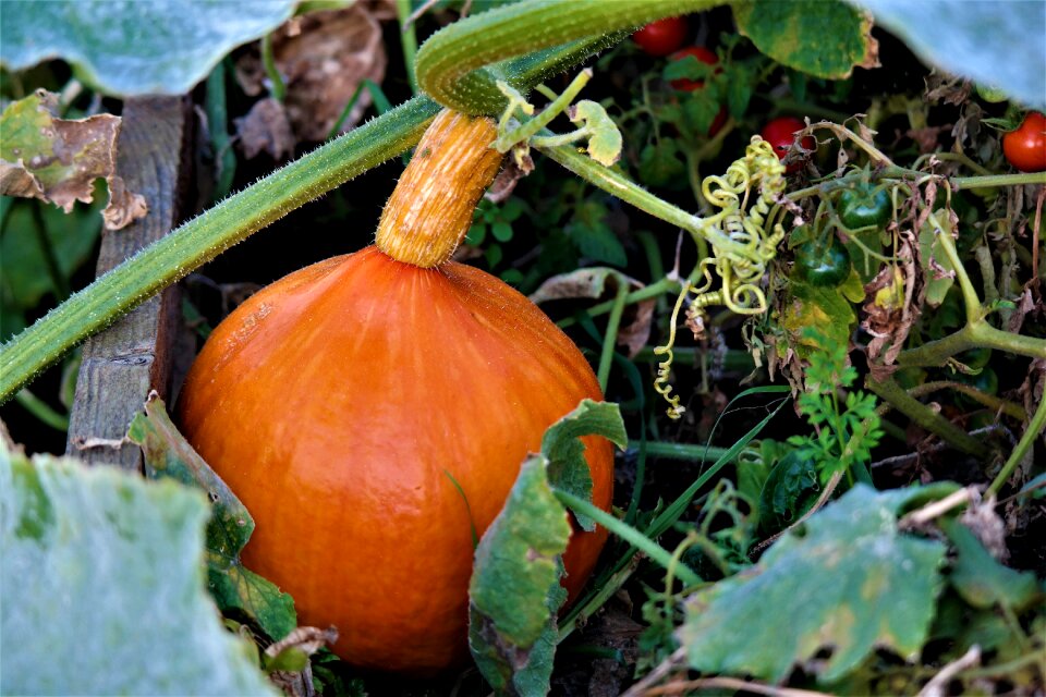 Autumn healthy food