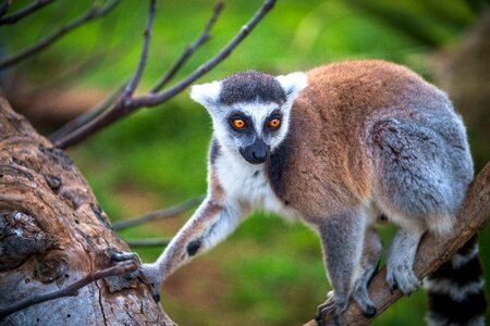 Madagascar animal wild photo