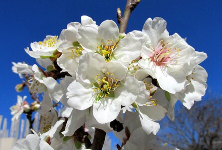 Orchard flowers spring