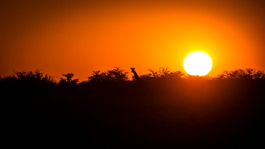 Etosha landscape safari photo