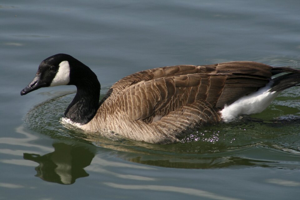 Wildlife water lake