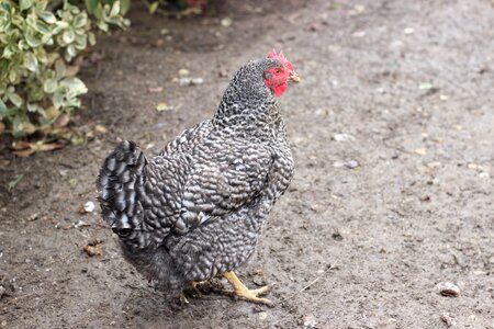 Poultry pen hen photo