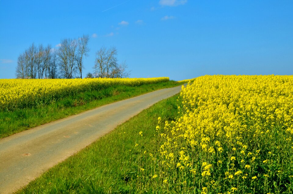Field landscape agriculture