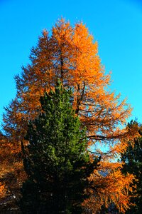 Autumn larch fir