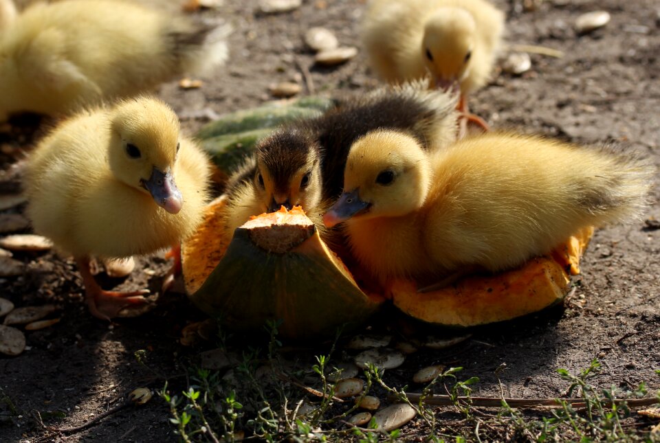 Birds small yellow