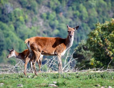 Deer fauna mammal photo