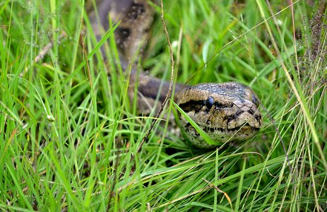 Animal savanna reptile