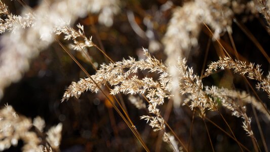 Backlighting dry autumn photo