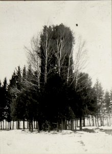 Fliegerbeobachtungsstand beim XIII. Korpskommando in BUCZACZ. (BildID 15536282) photo