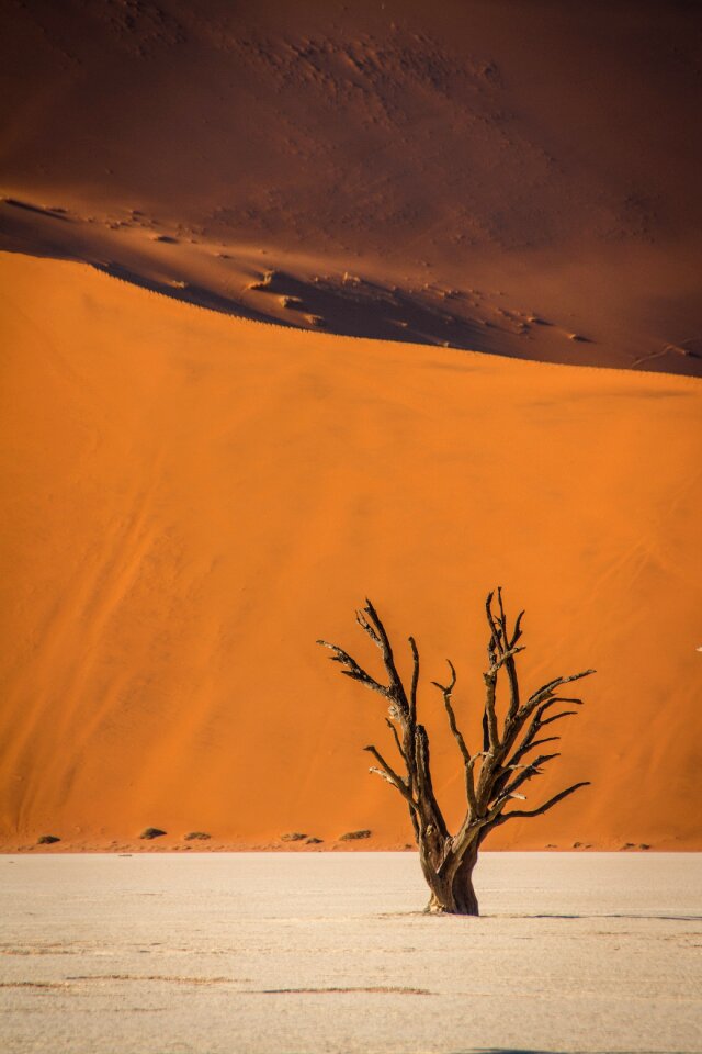 Landscape safari nature