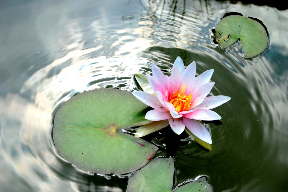Lotus plant body of water