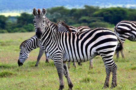 Africa savanna nature