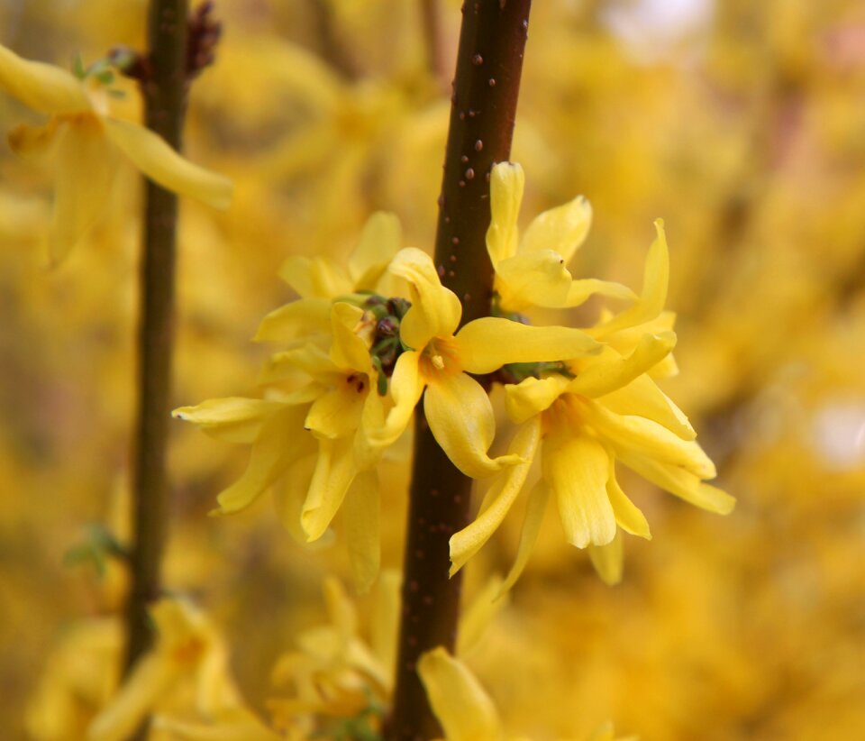 Spring yellow flower flowering