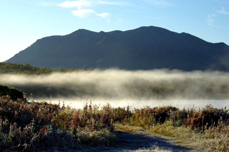 Fog forest greens photo