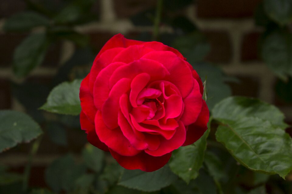 Bloom bloom beautiful