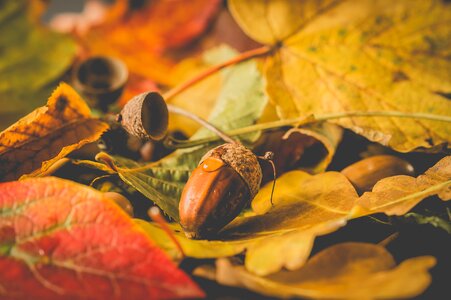 Fall colors nature grain photo