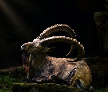 Animal wild majestic
