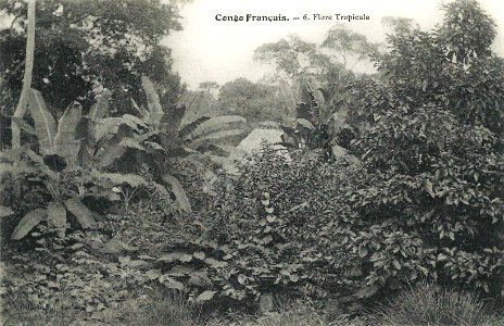 Flore tropicale-Congo Français