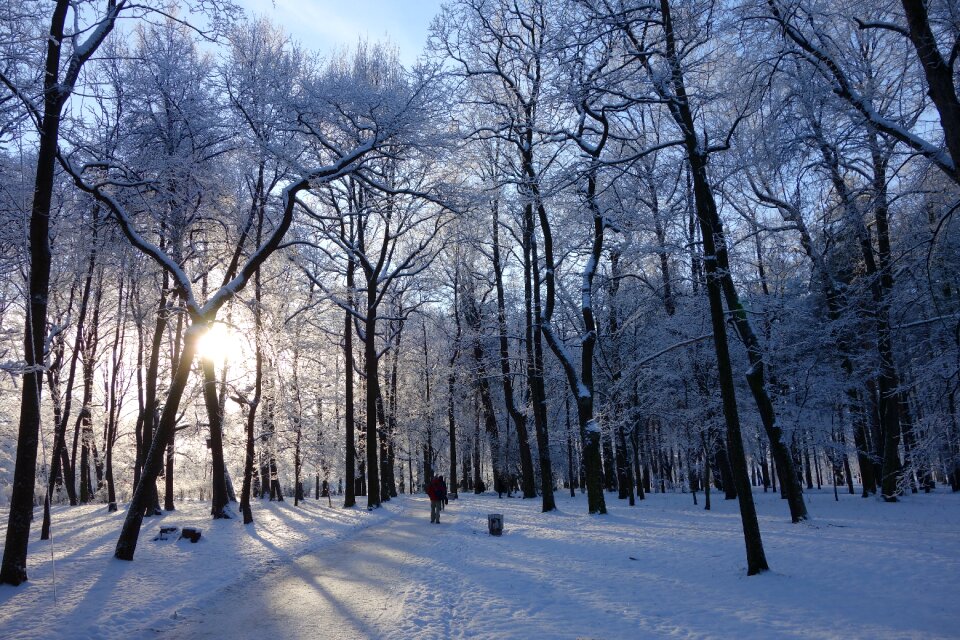 City park tree forest