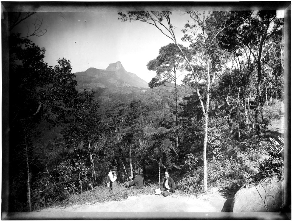 Floresta da Tijuca - 1