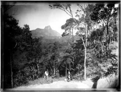 Floresta da Tijuca - 1