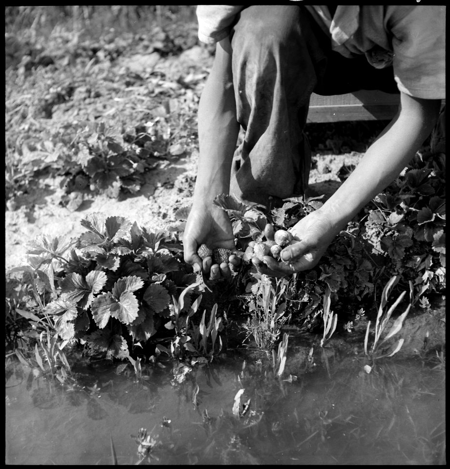 Florin, California. Picking strawberries in irrigated field a few days prior to evacuation from thi . . . - NARA - 537857