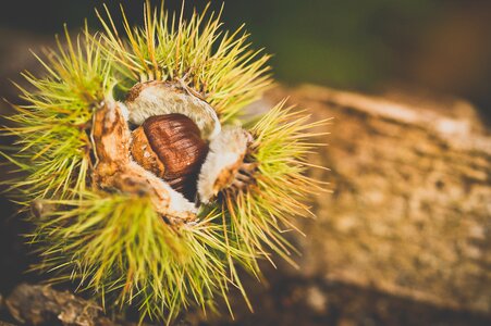 Spikes nature open