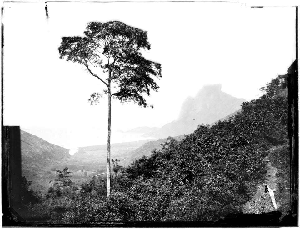 Floresta da Tijuca e Pedra da Gávea ao fundo, Acervo do Instituto Moreira Salles