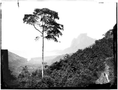 Floresta da Tijuca e Pedra da Gávea ao fundo, Acervo do Instituto Moreira Salles