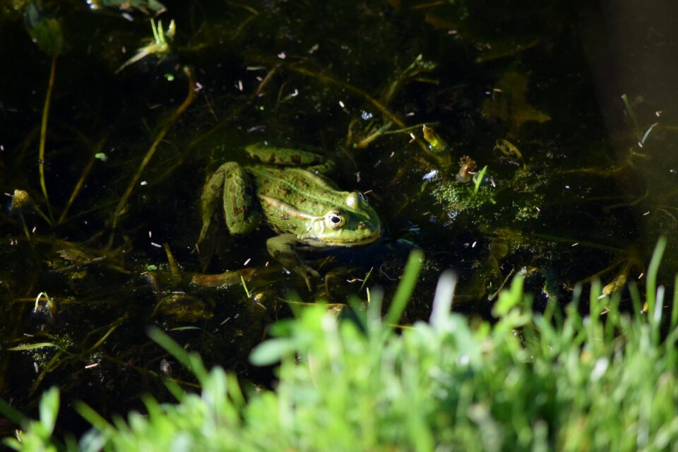 Water green frog pond inhabitants