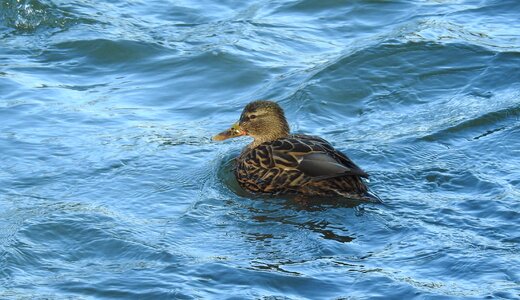 Bird swim duck photo