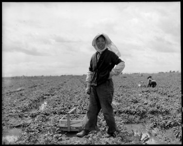 Florin, California. Farm mother of Japanese ancestry picking strawberries a few days prior to evacuation. - NARA - 537847 photo