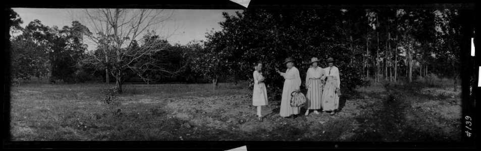 Florida orange grove LCCN2017656435