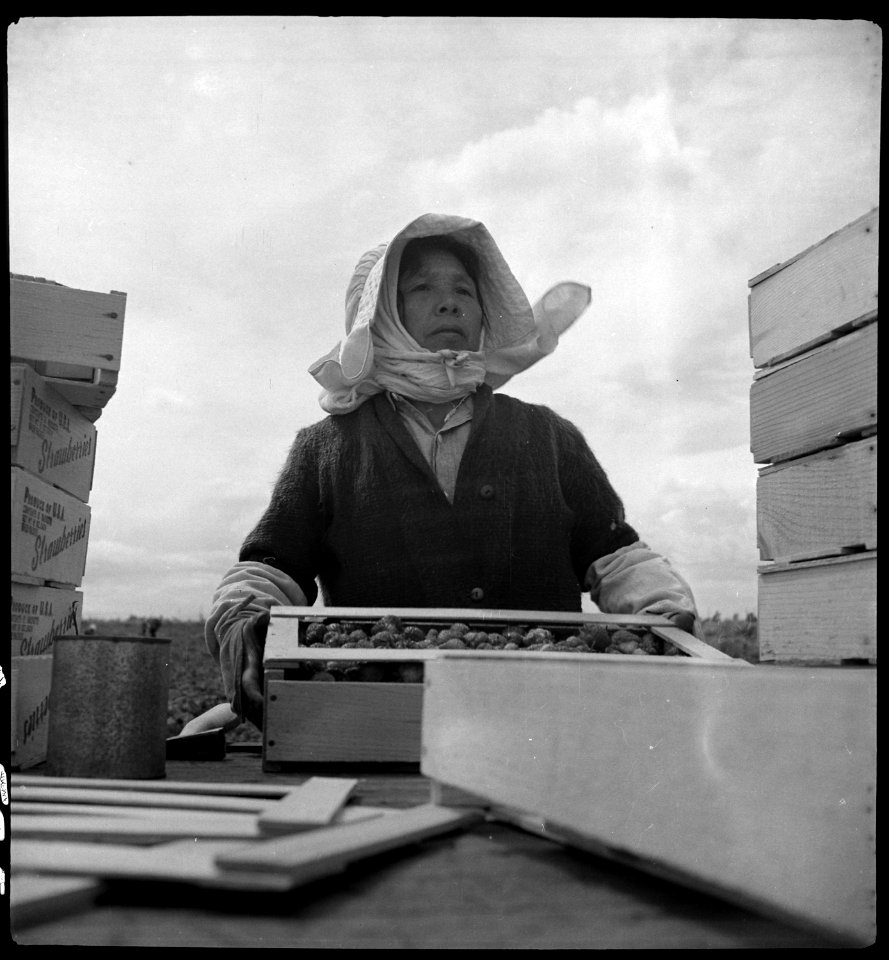 Florin, California. Packing strawberries prior to evacuation of residents of Japanese ancestry from . . . - NARA - 537846 photo