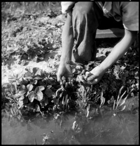 Florin, California. Picking strawberries in irrigated field a few days prior to evacuation from thi . . . - NARA - 537857 photo
