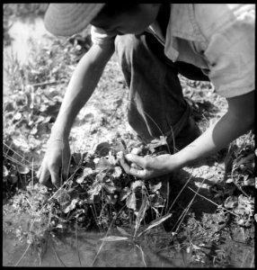 Florin, California. Picking strawberries in an irrigated field a few days prior to evacuation from . . . - NARA - 537858 photo