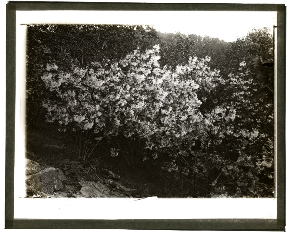 Flowering plant LCCN2008675999
